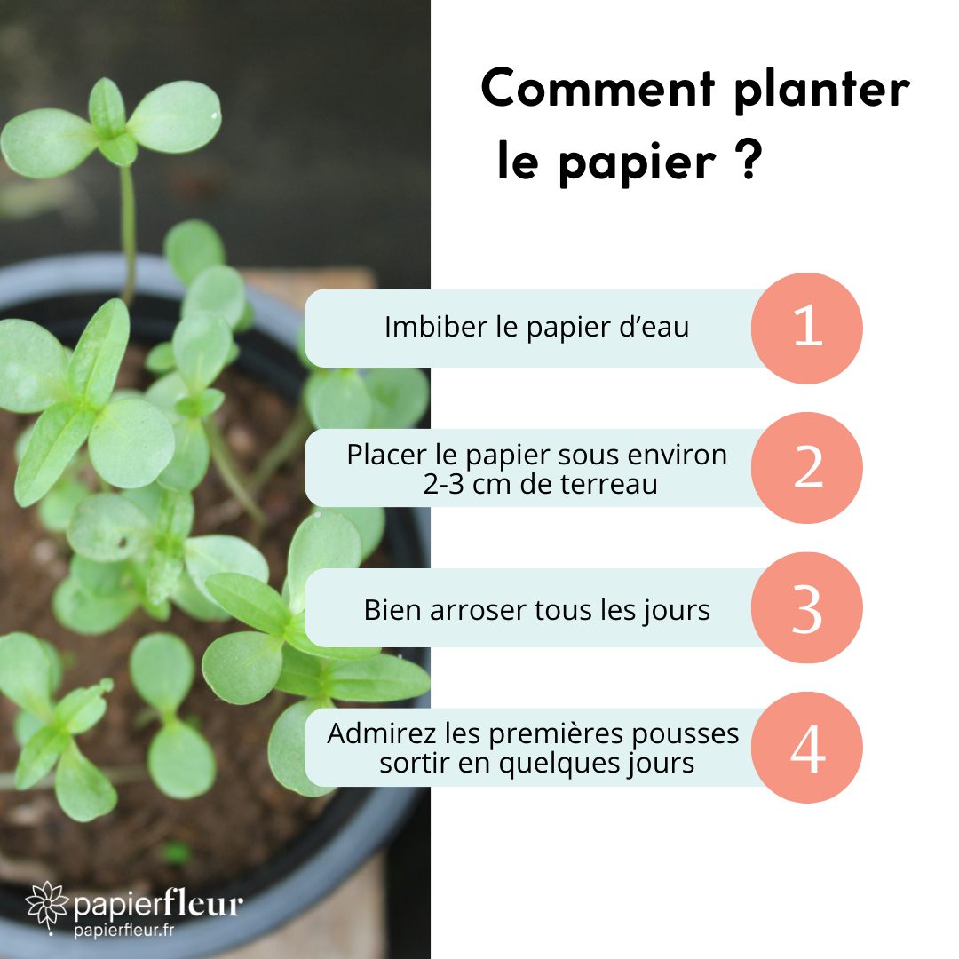 Papier Fleur - Wholesale Plant Seeds - Heart to plant - Flower fields Thank you2