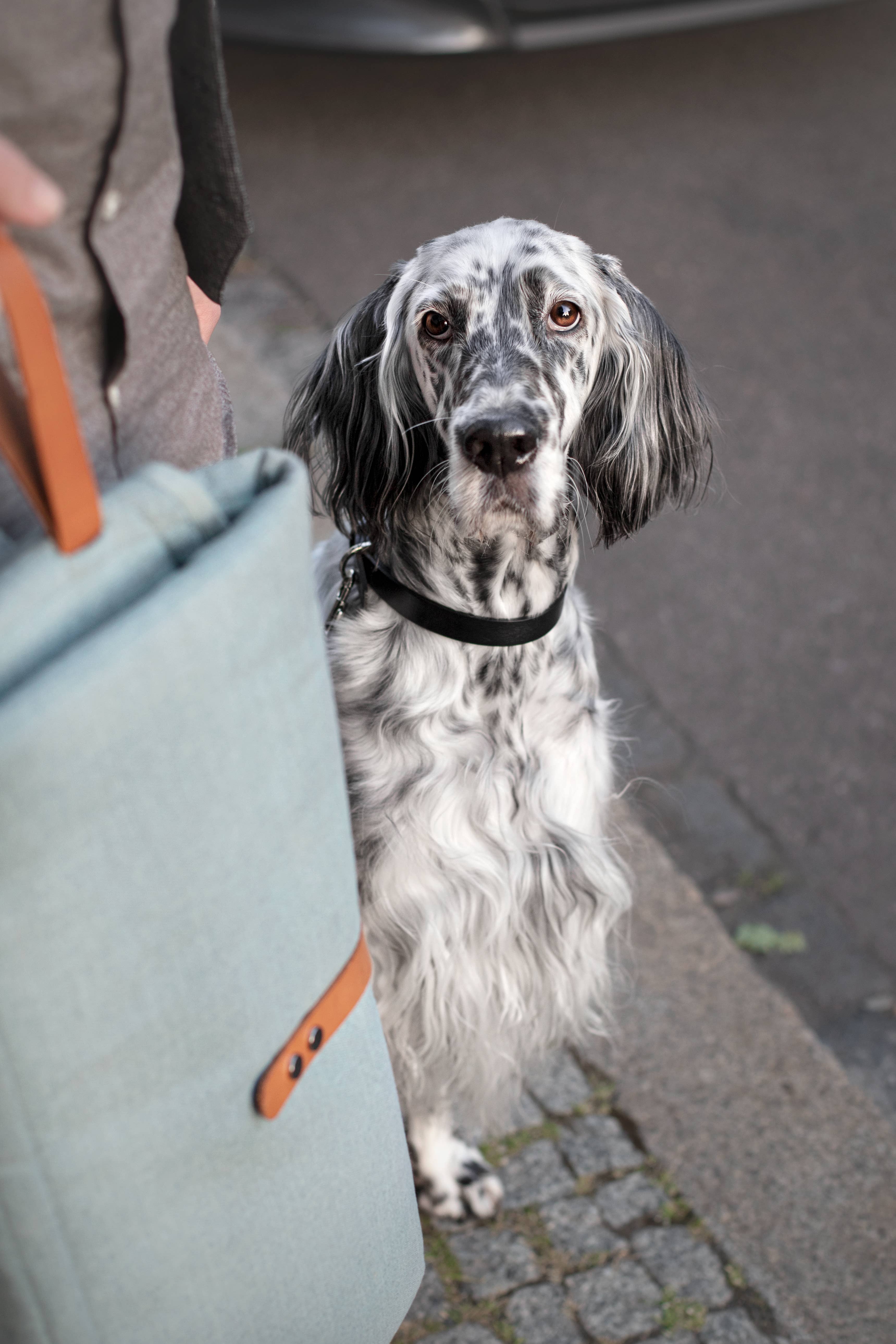 Labbvenn – Engroshandel Kæledyrsmåtte – Hund – Okka kompakt og alsidig rejsemåtte til kæledyr36