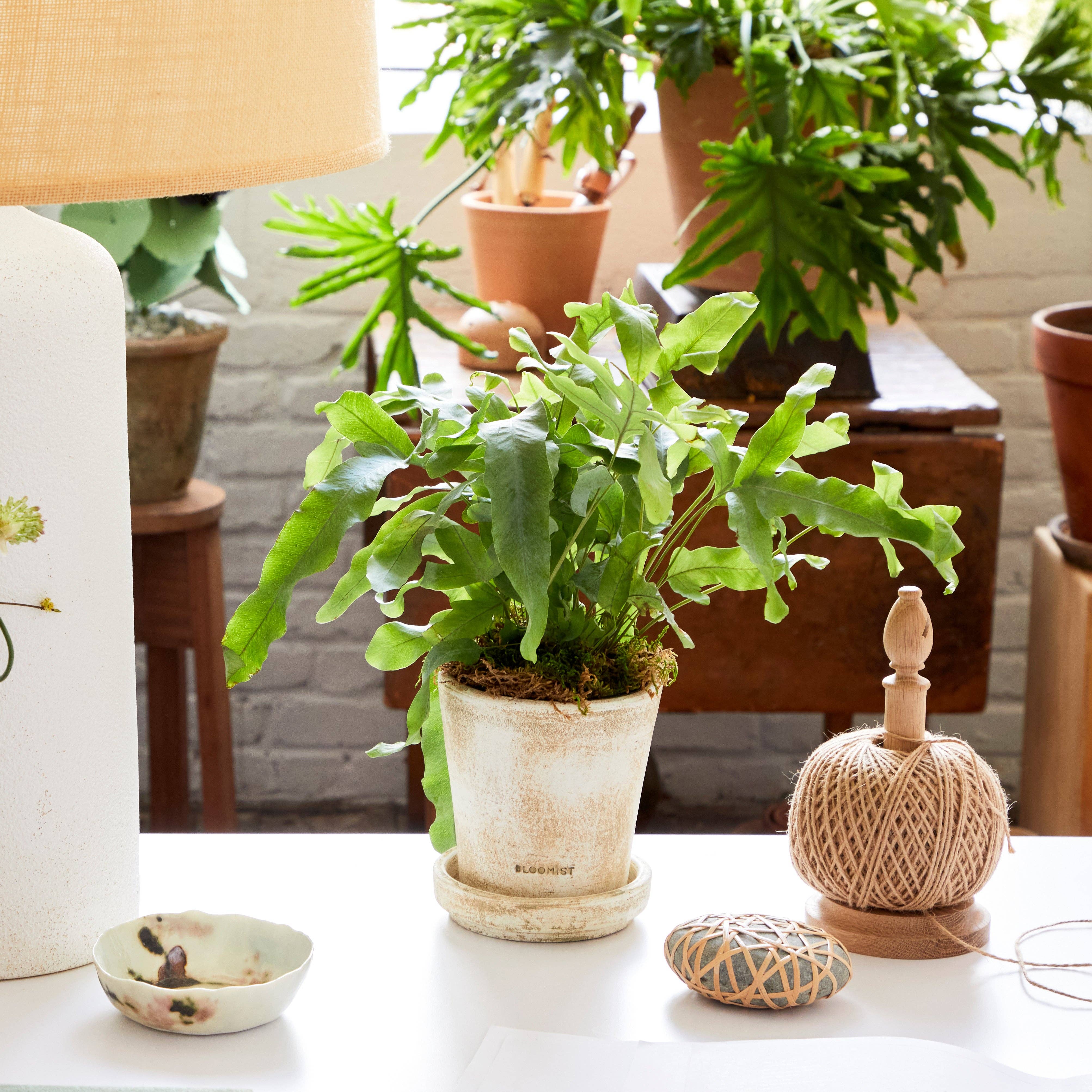 Bloomist - Wholesale Plant Pot - Tray for Basic Planter, White Patina2