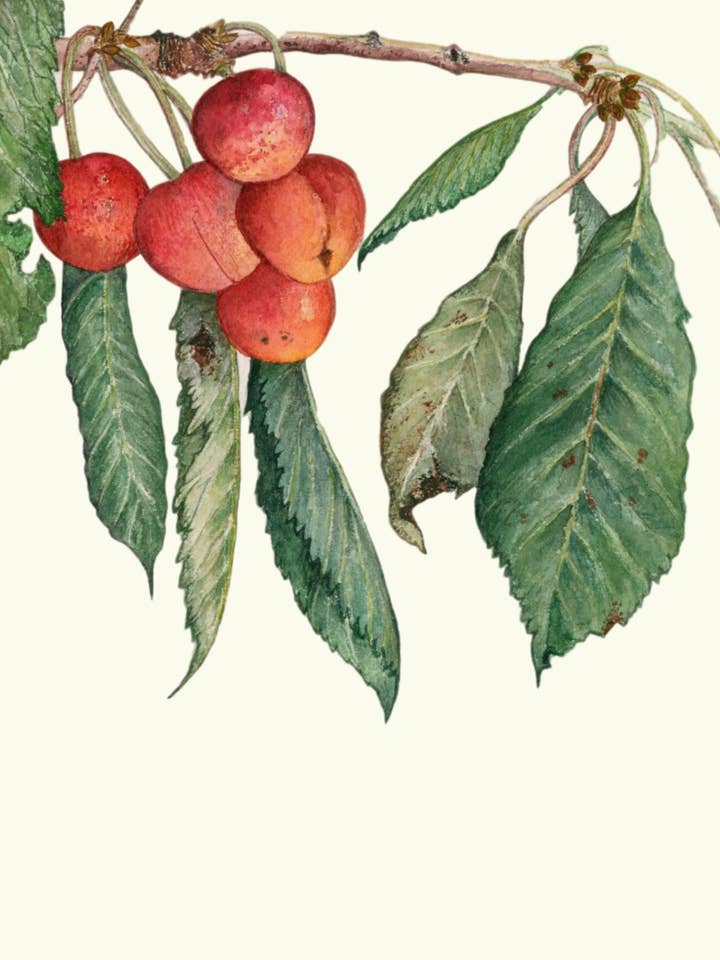 Cherry greeting card for wholesale by Leafy Lexicon