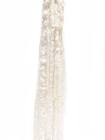 Amarante conservée Botanico Ltd. pour la vente par Botanico Ltd.