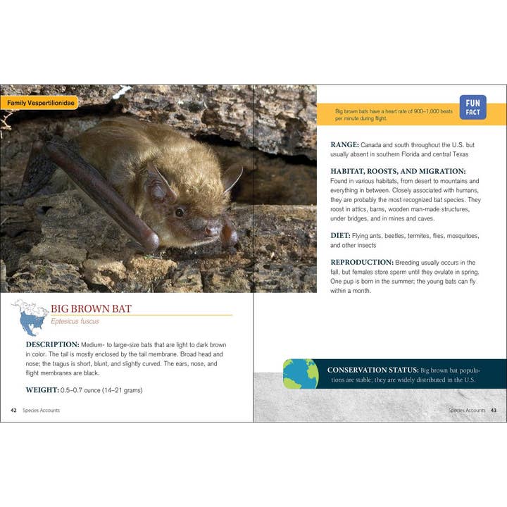 AdventureKEEN - Wholesale Book - Adult - Bat Basics