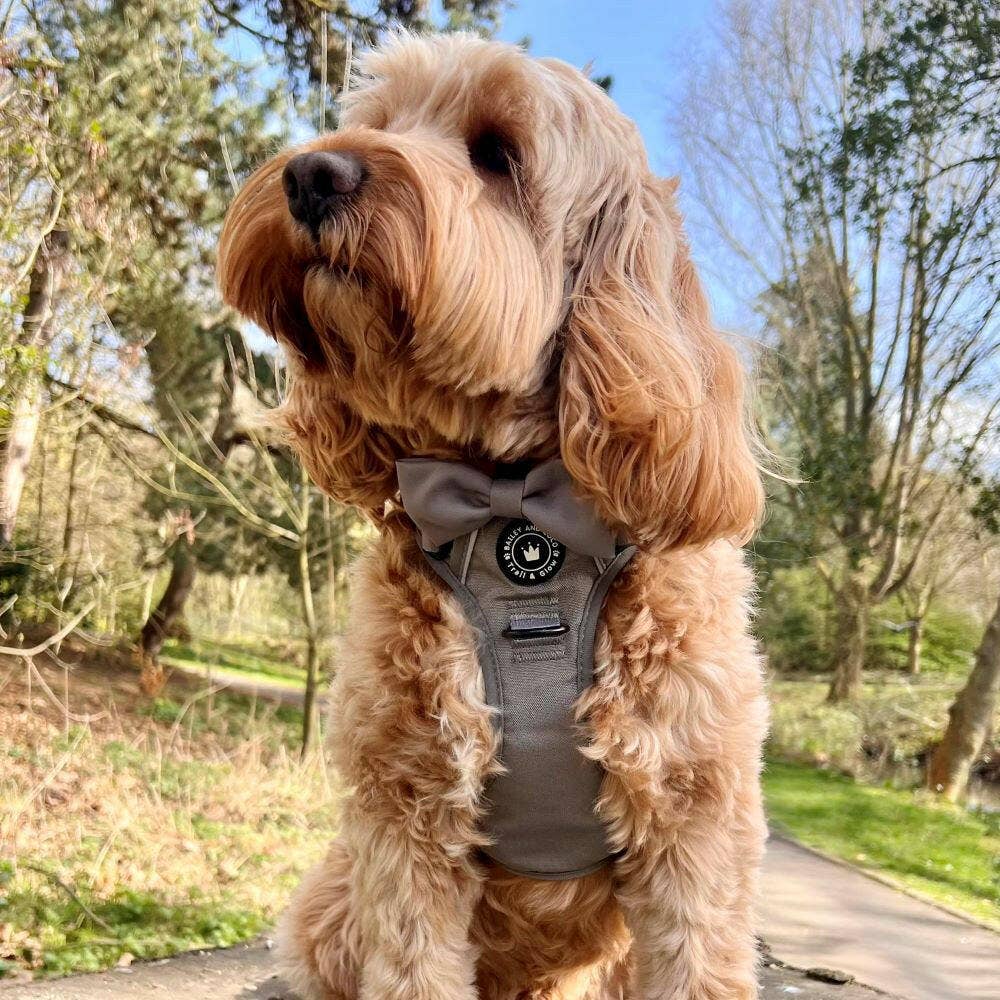 Bailey and Coco - Vente Harnais – chien - Harnais pour chien Trail & Glow® - The Silver Grey One8