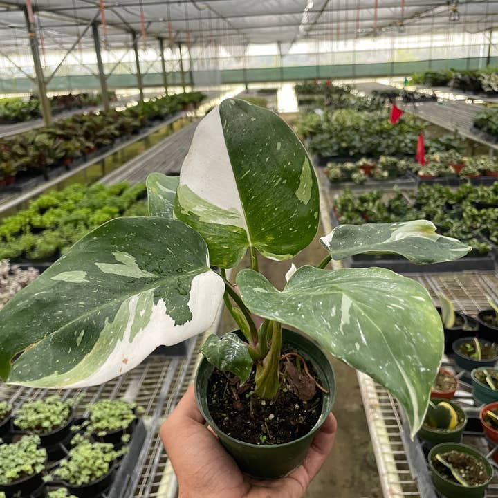 Philodendron 'White Princess' - 4" Pot for wholesale by House Plant Wholesale