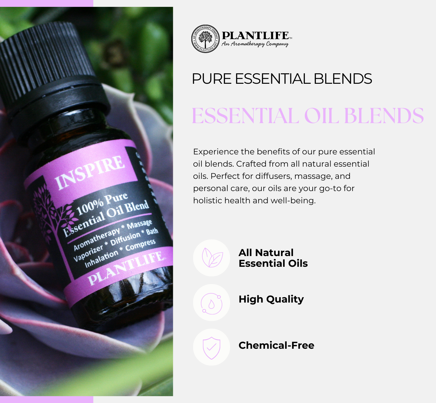 Plantlife – wholesale Essential oil – Allergy Essential Oil Blend4
