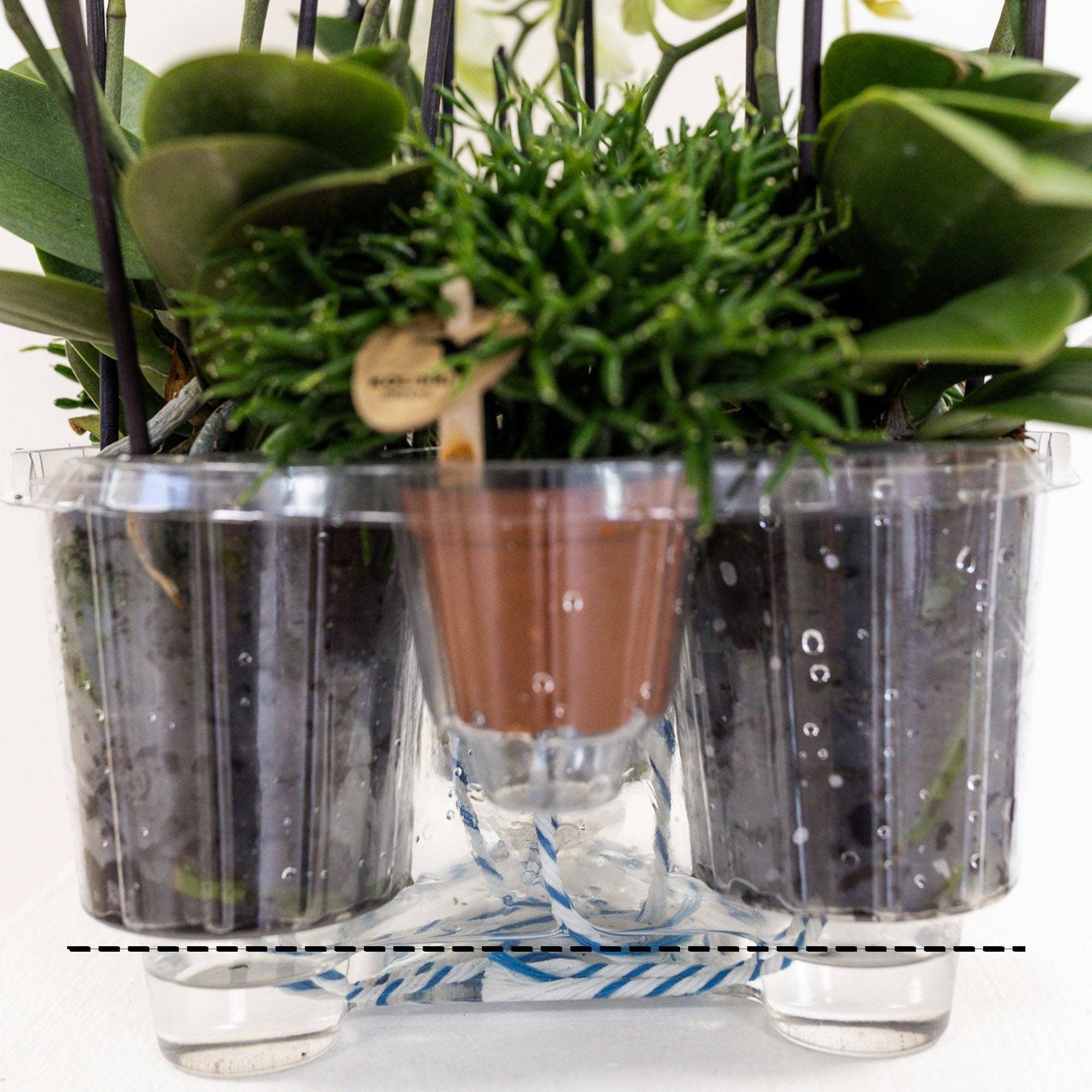 Oasis of Life – wholesale Levande växt – Vitt växtset i bomullskorg – 3 Orkidéer Amabilis Ø9cm & 3 gröna växter – Med självförsörjande vattentank & veksystem – Elegant djungelbukettarrangemang – Lättskött & dekorativt för hem & kontor7