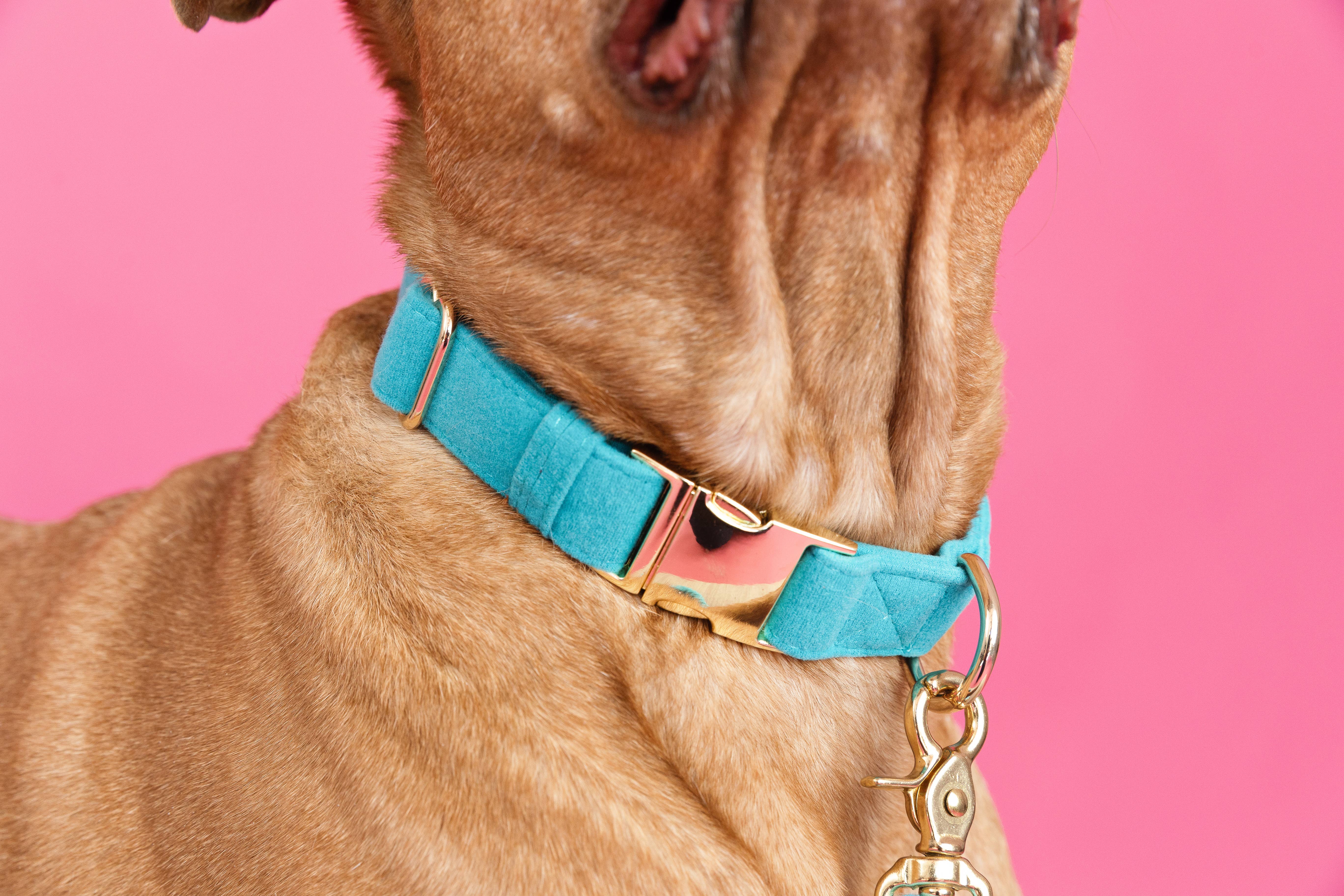 Pink Papyrus | Premium, Durable, & Stylish Dog Products - Wholesale Pet Collar - Dog - Hayden Dog Collar | Teal Dog Collar | Dog Collar3
