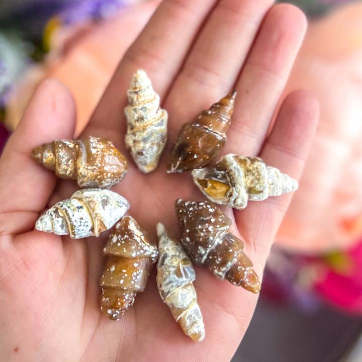Mandala Gems – wholesale Spiritual stone/crystal – Agate Replaced Shell Fossils, Ocean Beach Small Gift