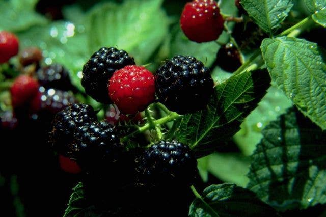 Hometown Candle Co. - Wholesale Jar/Filled Candle - Blackberry Sage Candle1