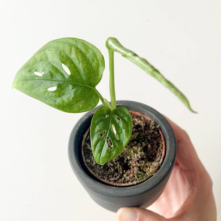 Monstera Adansonii Mint para venta al por mayor de Miniplanta
