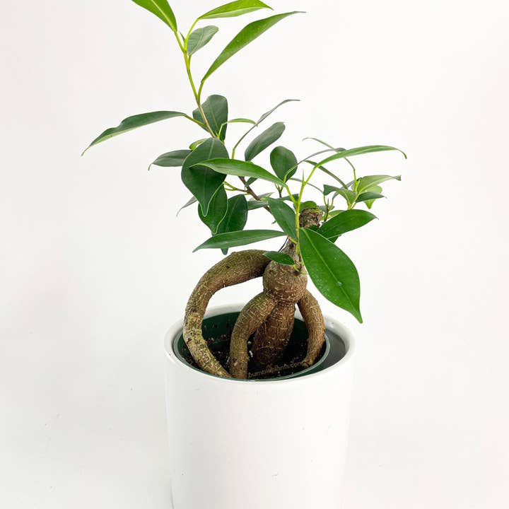 Bumble Plants - Wholesale Live Plant - Ficus Microcarpa 'Moclame' Mini Bonsai Tree0