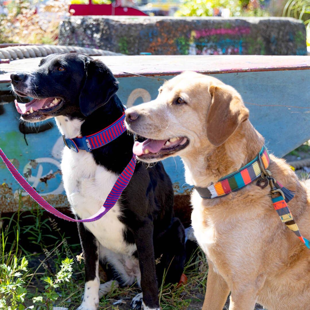 Dog with a Mission - Wholesale Pet Collar - Dog - Mr Clooney Dog Collar8