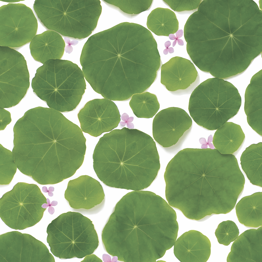 Bottle Branch - Wholesale Flat Wrap - Gift Wrap - Nasturtium Leaves1