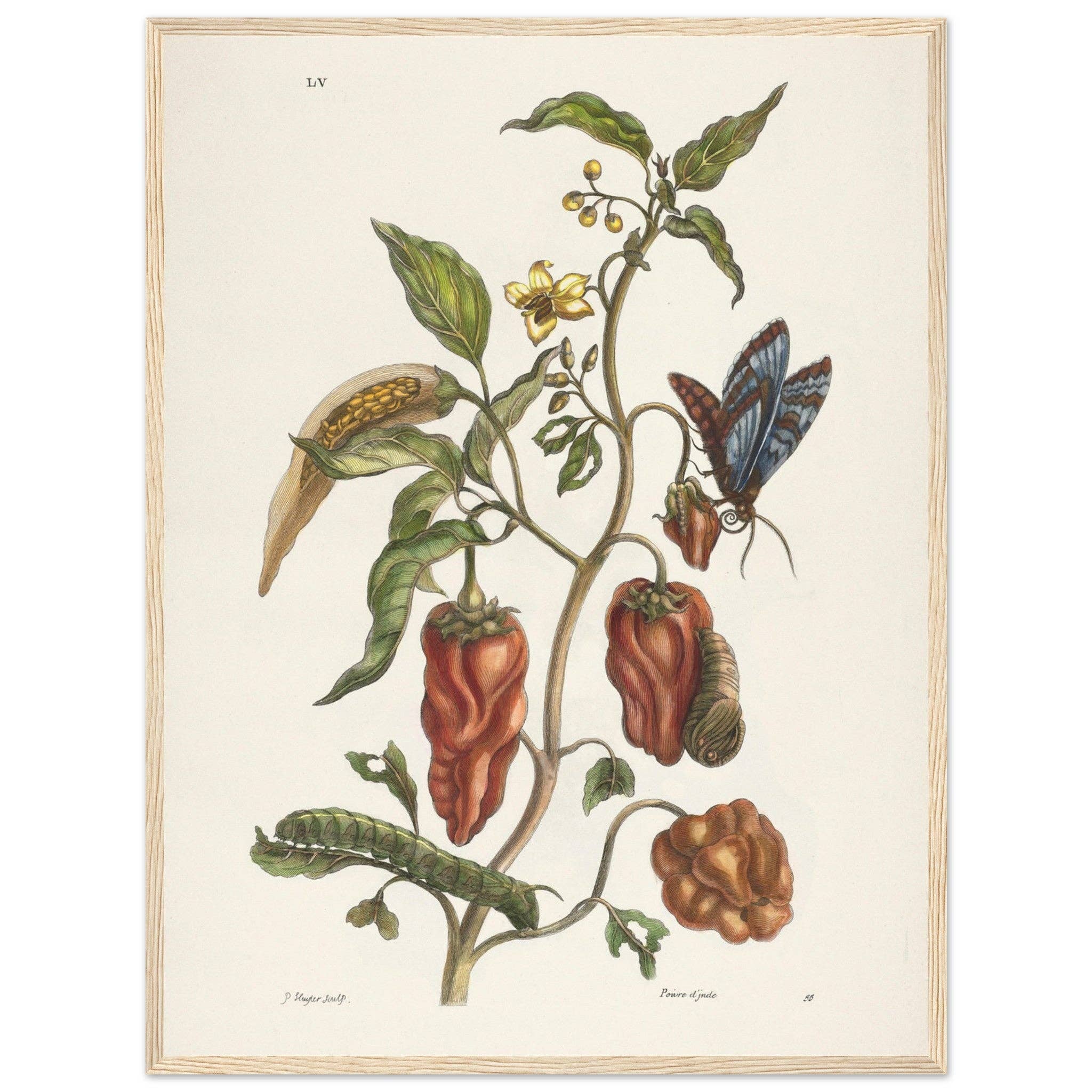 Maison de Paloma - Wholesale Art Print - Poivre d'Inde23