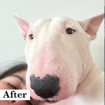 Cordoba Farms - Wholesale Pet Shampoo - Dog - HAPPY DOG Allergy Relief Shampoo3