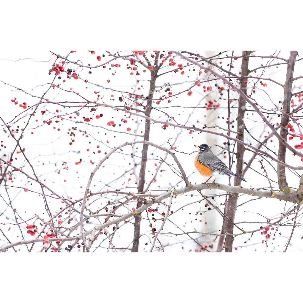 Andrea Morris Art - Wholesale Everyday Greeting Card - "Snow Day" Nature Photo Greeting Card 1