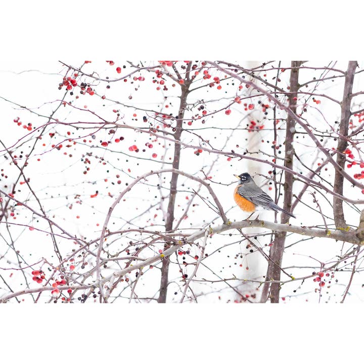 Andrea Morris Art - Wholesale Everyday Greeting Card - "Snow Day" Nature Photo Greeting Card 1