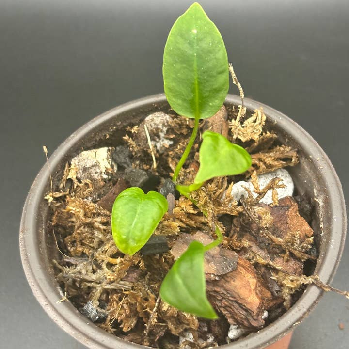Curio Plants - Wholesale Live Plant - Anthurium Waroqueanum