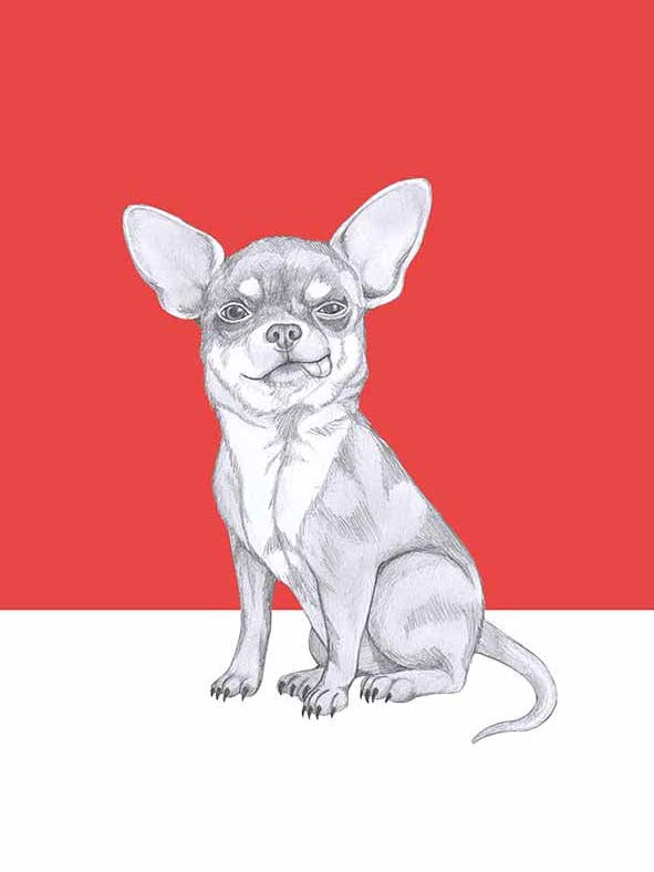 Chihuahua - Grafik in Grafit und Digitalfarbe für den Großhandel von I AM NIEN