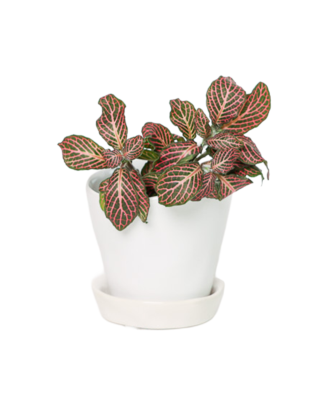 Chive - Wholesale Plant Pot - Tika Ceramic Pots With Saucer And Drainage Hole - 3"25