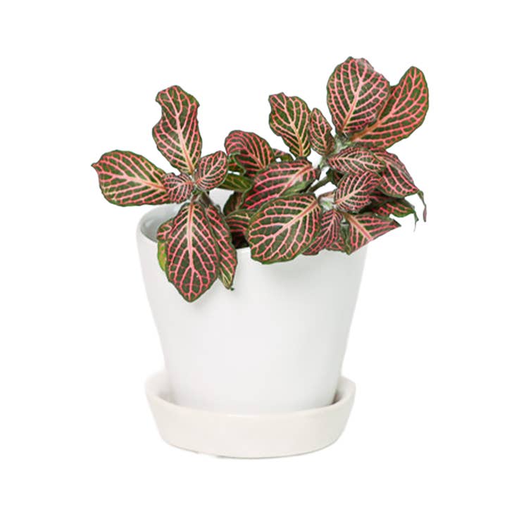 Chive - Wholesale Plant Pot - Tika Ceramic Pots With Saucer And Drainage Hole - 3"25