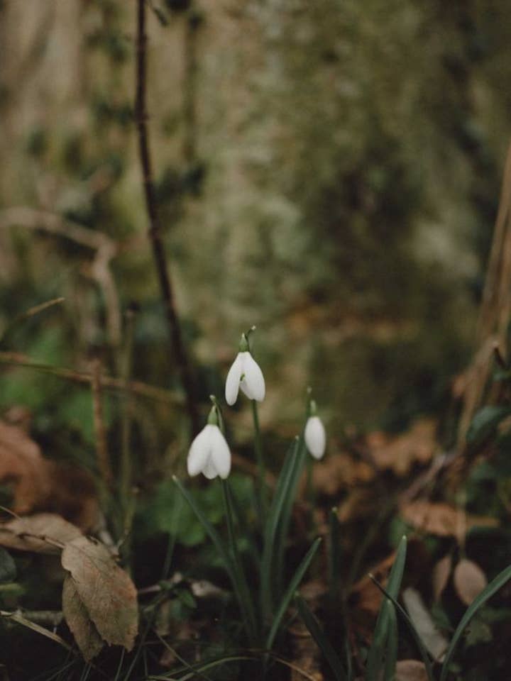 Første Pluk 🍏 | Grøn Æble & Pære | Håndhældt Soja. for engroshandel hos Hyalite & Co