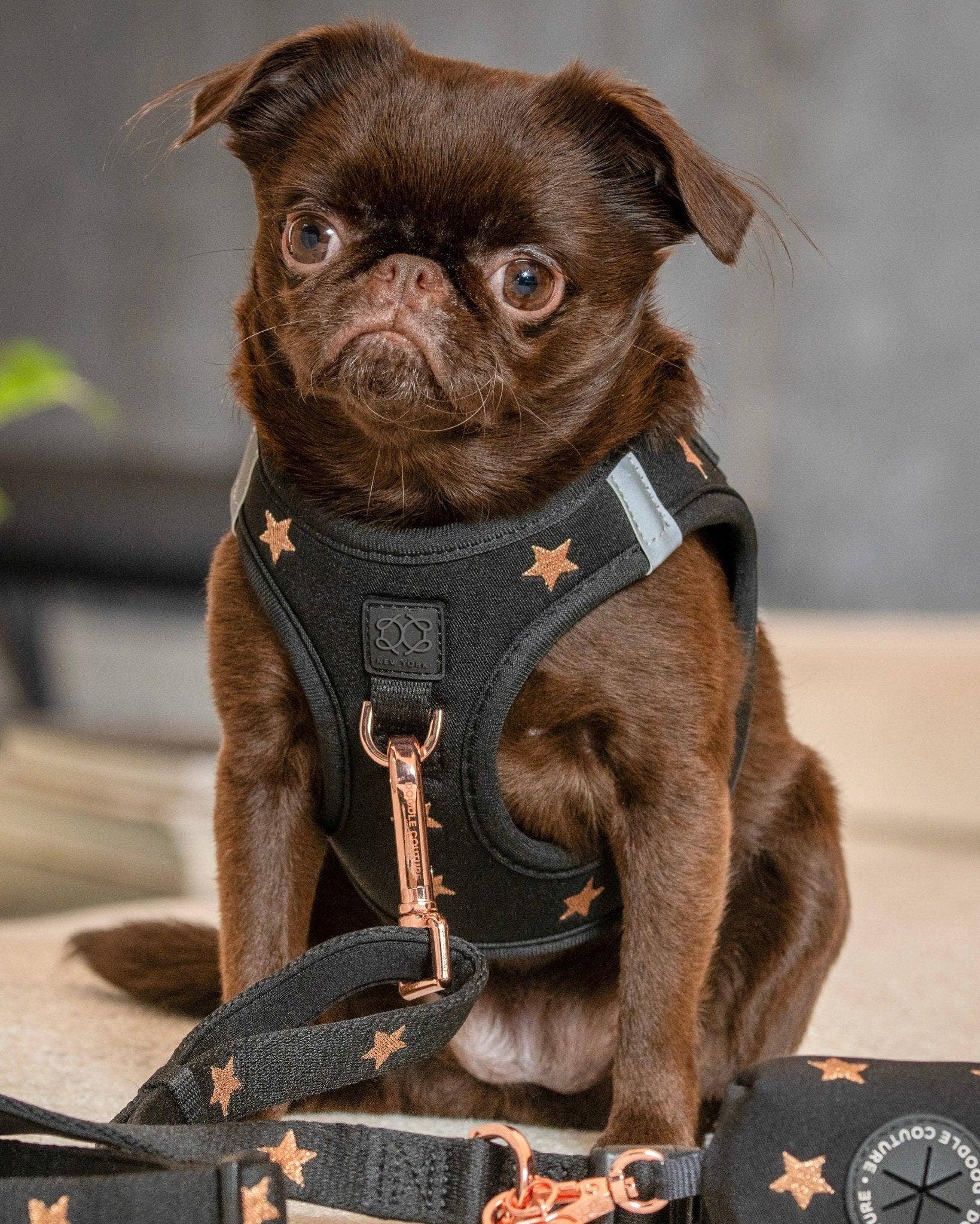 Dogistry™ - Wholesale Pet Harness - Dog - SoHo Dog Harness - Rockstar6