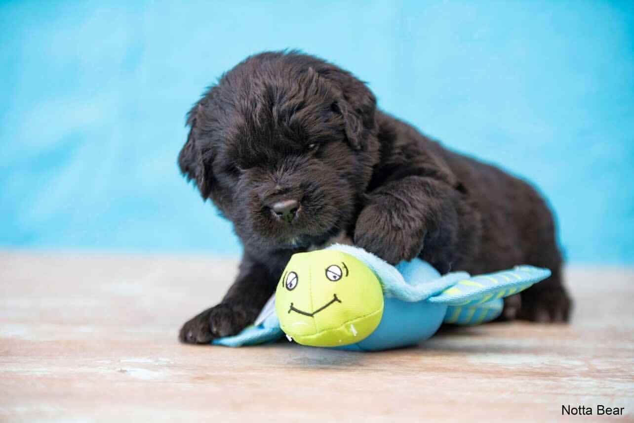 Spunky Pup – Engroshandel Tøjdyr - Hund – Spunky Pup Clean Earth plyslegetøj – 100 % bæredygtigt og genanvendt20