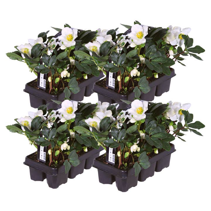 Oasis of Life - Wholesale Live Plant - Helleborus niger 'Christmas Carol' Christmas Rose– 24 Plants – Winter Blooming Christmas Roses – Evergreen & Hardy Perennials with White Flowers – For Beds, Gardens & Container Planting1