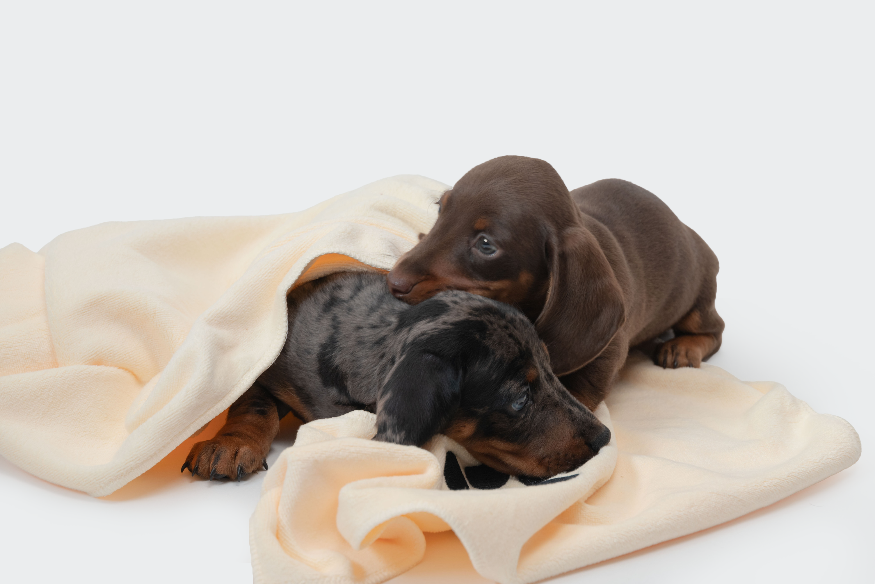 Trimmi - Vendita all'ingrosso Asciugamano - Cani - Asciugamano in microfibra1