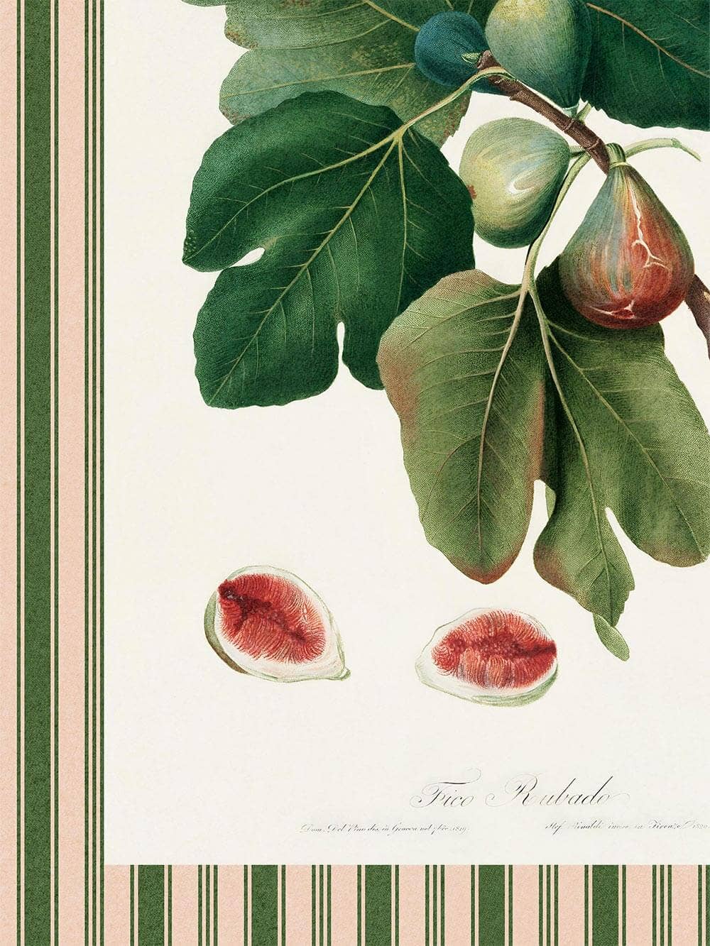 Modern Antique Prints - Wholesale Kunstprint - Botanische vijgenkunstdruk in retrostijl2