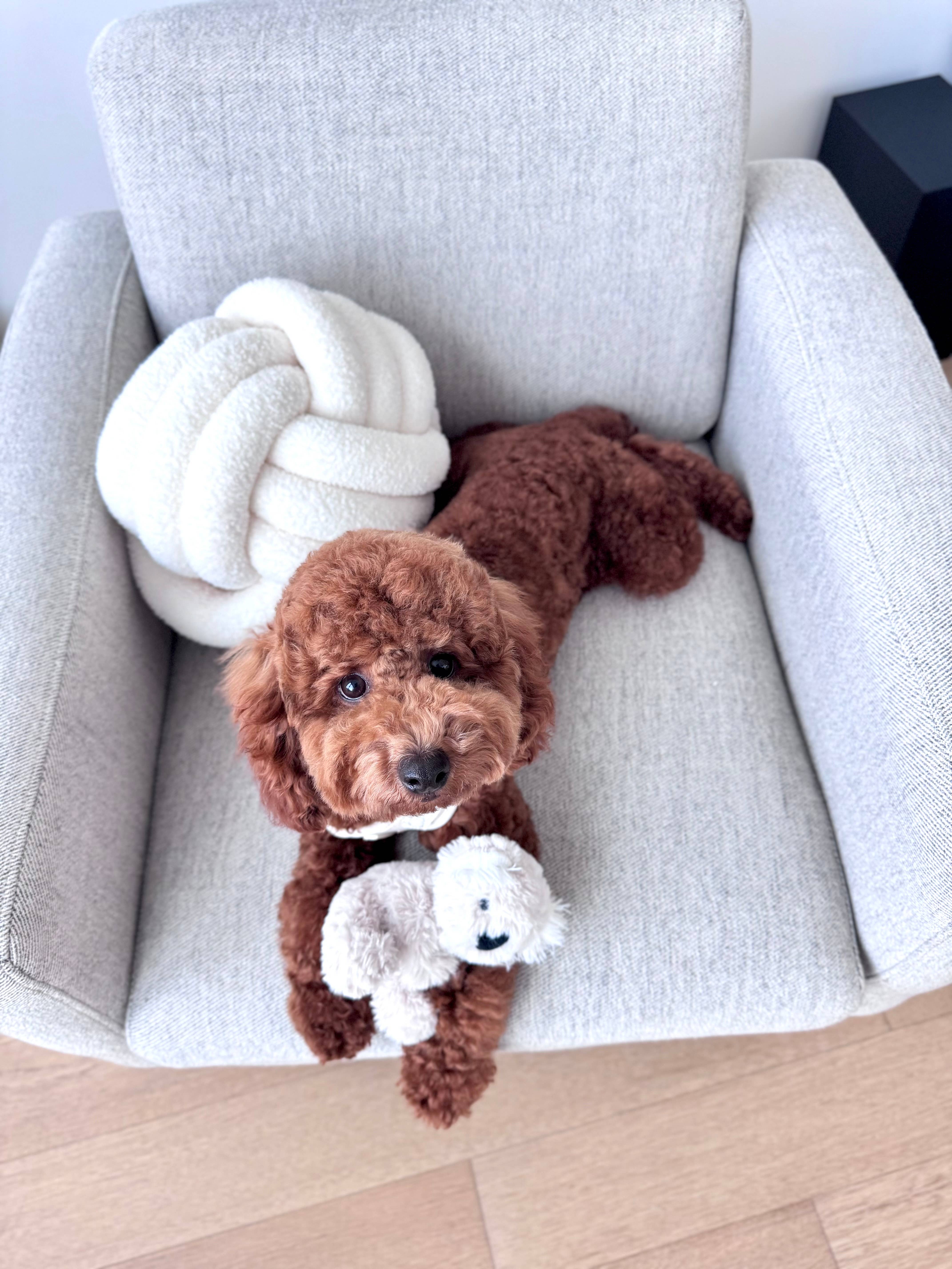 Fur Elise Pets - Wholesale Pet Plush Toy - Dog - Koko Mini Plushie15