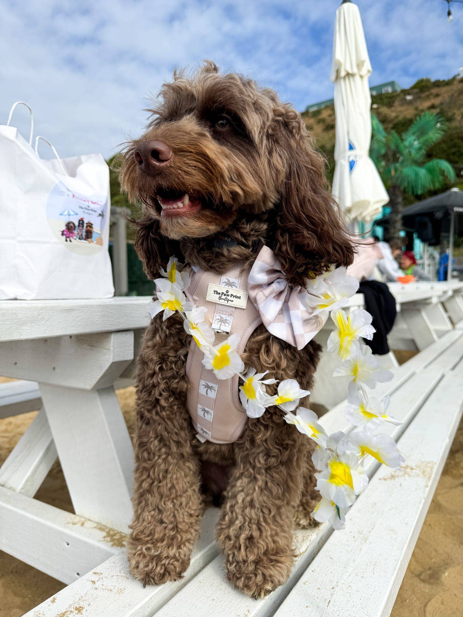 The Paw Print Boutique – wholesale Pet bow tie – Dog – Palm Springs Bow Tie3