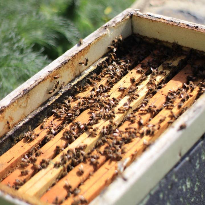 Boniviri BCorp - Wholesale Honey - Sicilian Black Bee Organic Wildflower Honey