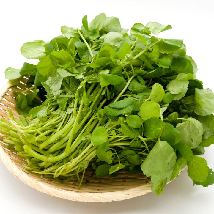 Herb To Body - Wholesale Herbs - Watercress Herb Powder 1lb2