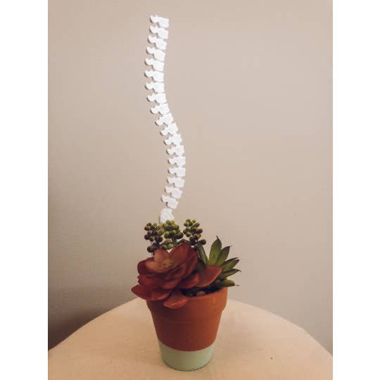 CMbeautifuldesigns - Wholesale Trellis - Spine Trellis