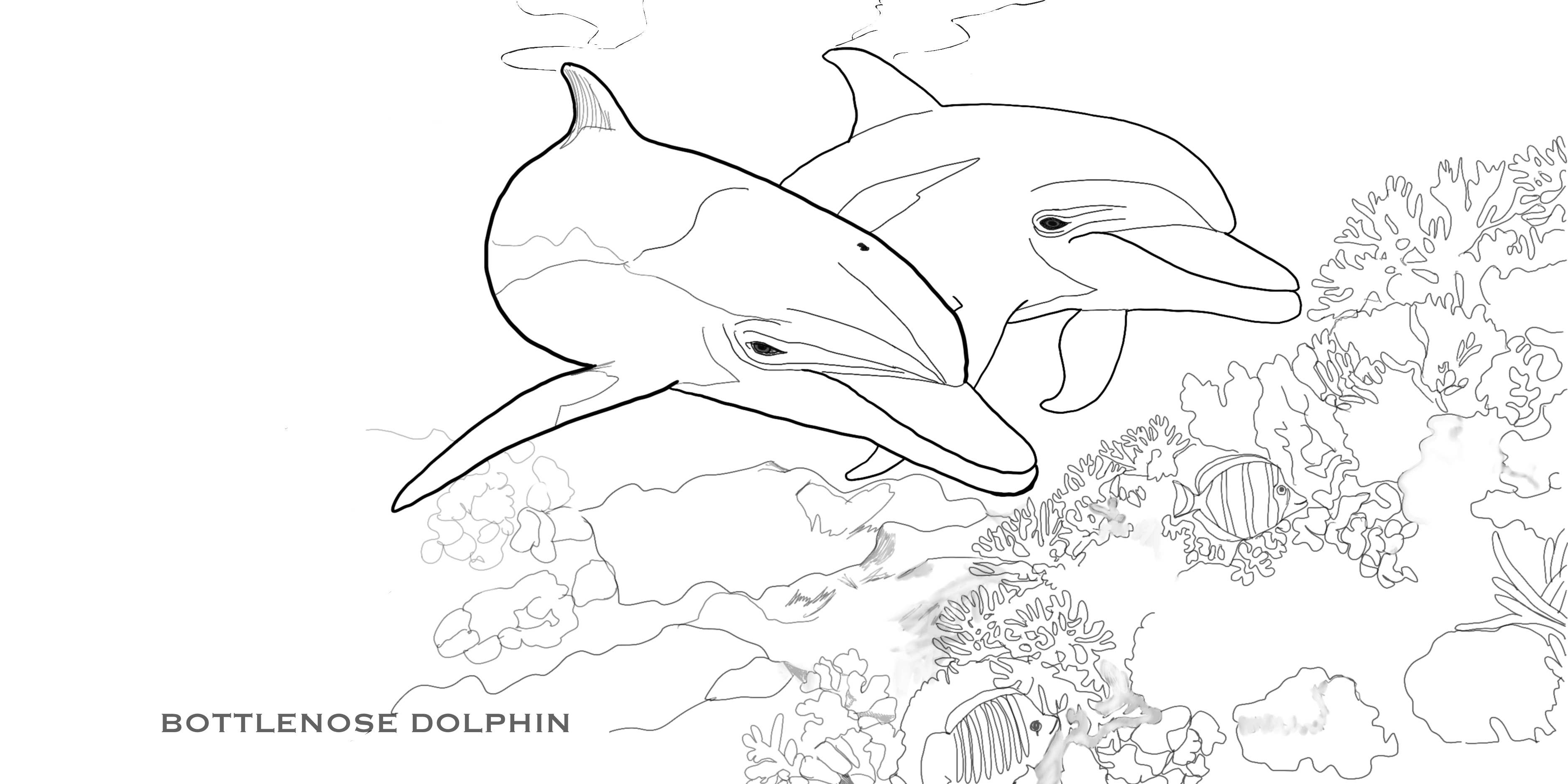 Love Kathleen Productions – Engroshandel Malebog - Børn og baby – Coloring Passport Dolphin Edition 1 Alder 5-1257