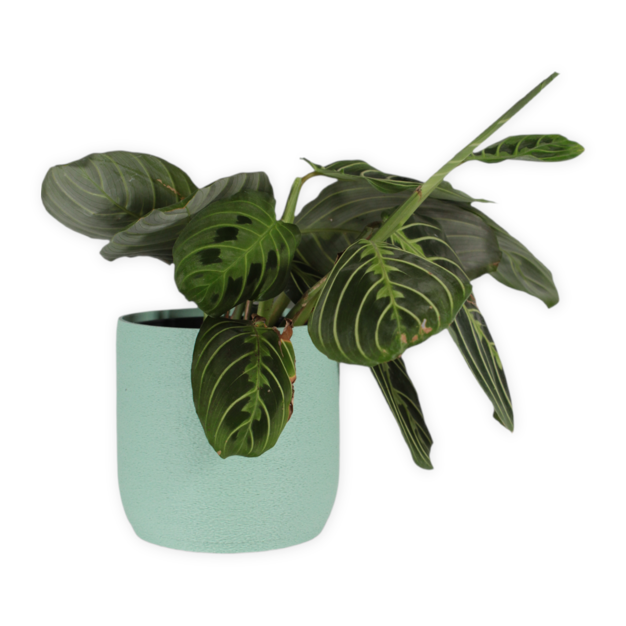 Leafprints.3d - Wholesale Plant Pot - The Moss – 4 Inch Cover Pot (No Drainage)10