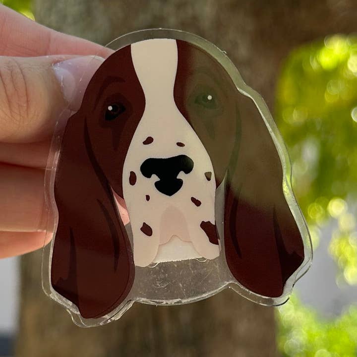 Bracco Italiano Clip 2,5 po pour la vente par Canine Companions