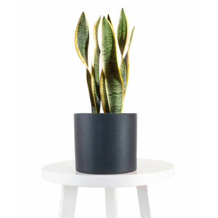 Plante serpent Laurentii dans un pot cylindrique en céramique de 6 pour la vente par Home Botanicals