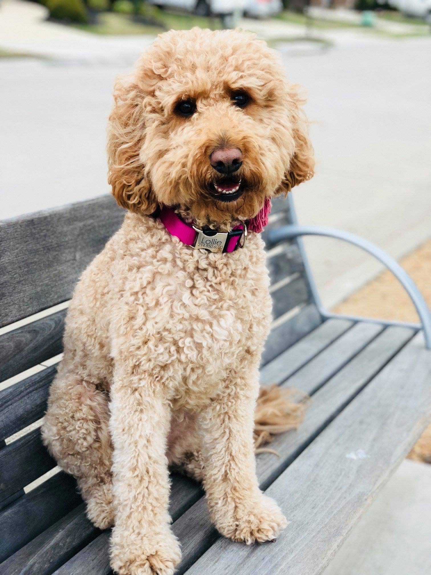 Mimi Green - Wholesale Pet Collar - Dog - Engraved Personalized Webbing Dog Collar (27 colors!)2