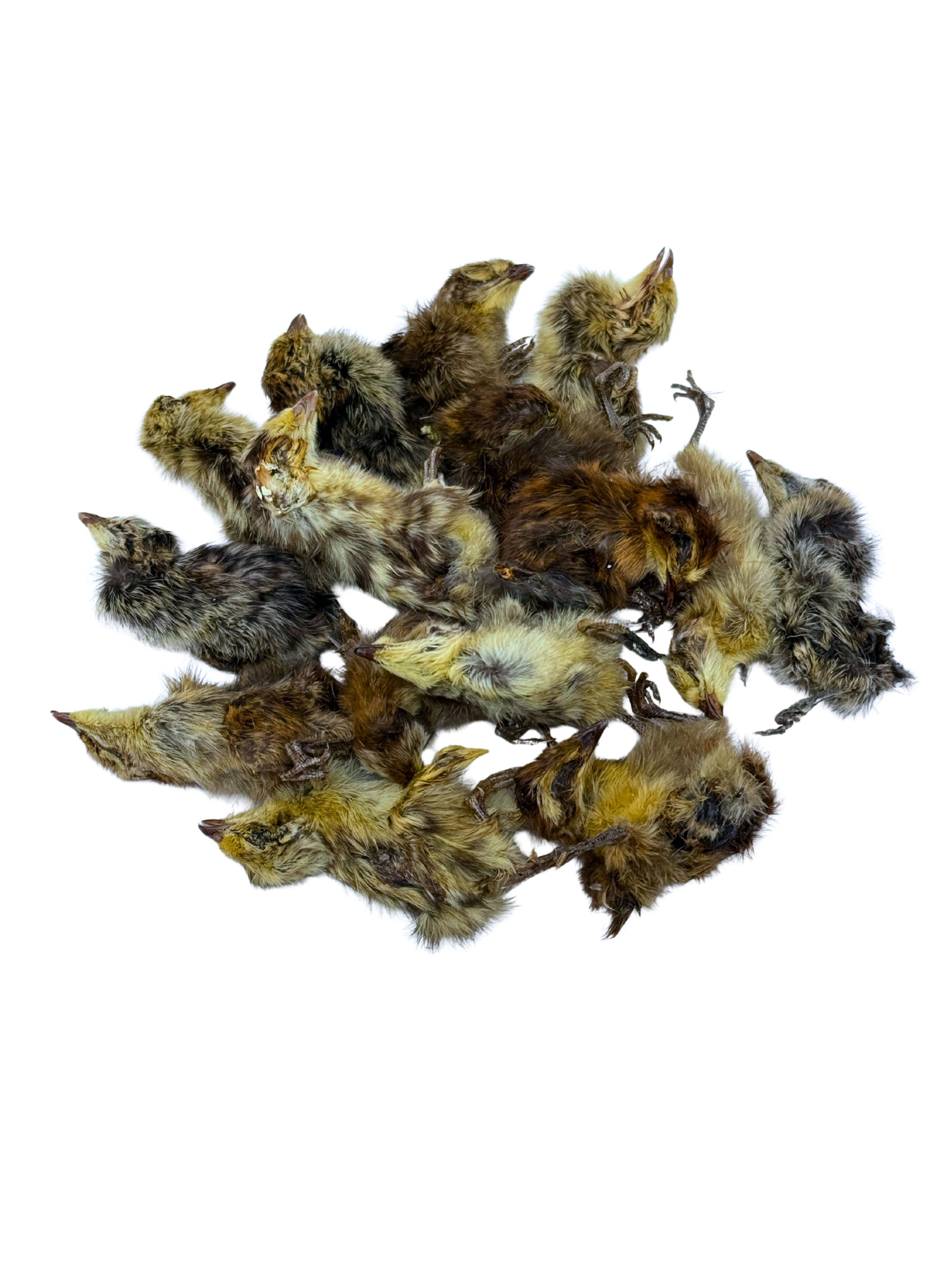 Litto Howler – wholesale Pet treats – Cat – Whole Prey Quail Chicks | 15 Count 1