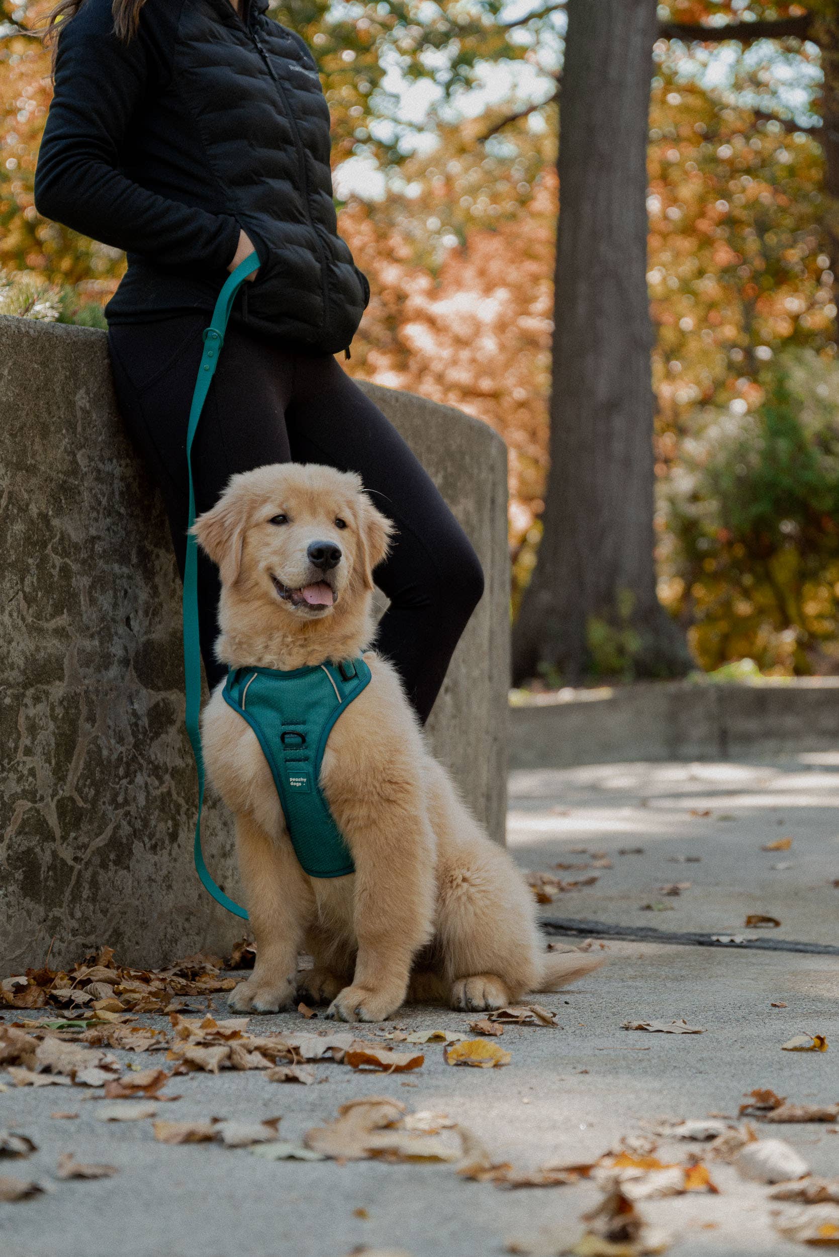 Peachy Dogs - Wholesale Pet Harness - Dog - Mojito Classic 2.0 Harness2