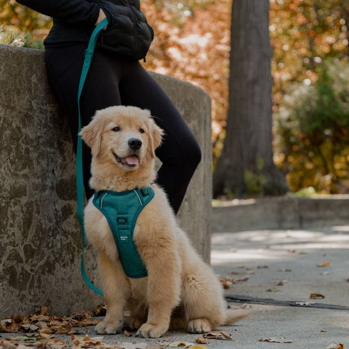 Peachy Dogs - Wholesale Pet Harness - Dog - Mojito Classic 2.0 Harness2