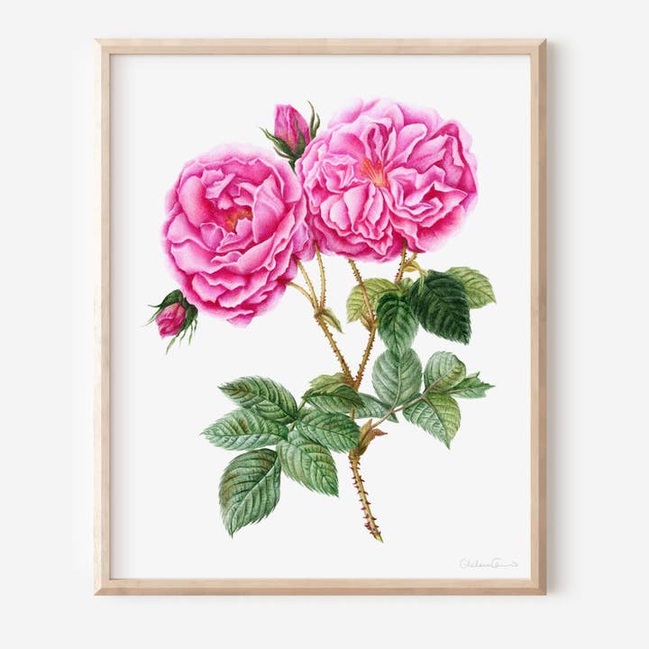 Floral Art Print, Flower Wall Art - Rose Art Print for wholesale by Studio Chelsea