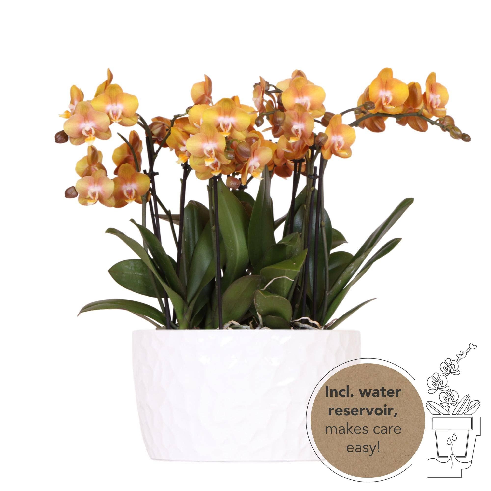 Oasis of Life – Engroshandel Ægte plante – Orkidé-sæt Orange i honningskål – 3 Phalaenopsis Las Vegas Ø12cm – Med integreret vandreservoir & Tillandsia – Færdigplantet orkidé skål af pileflet – Nem at pleje & dekorativ0