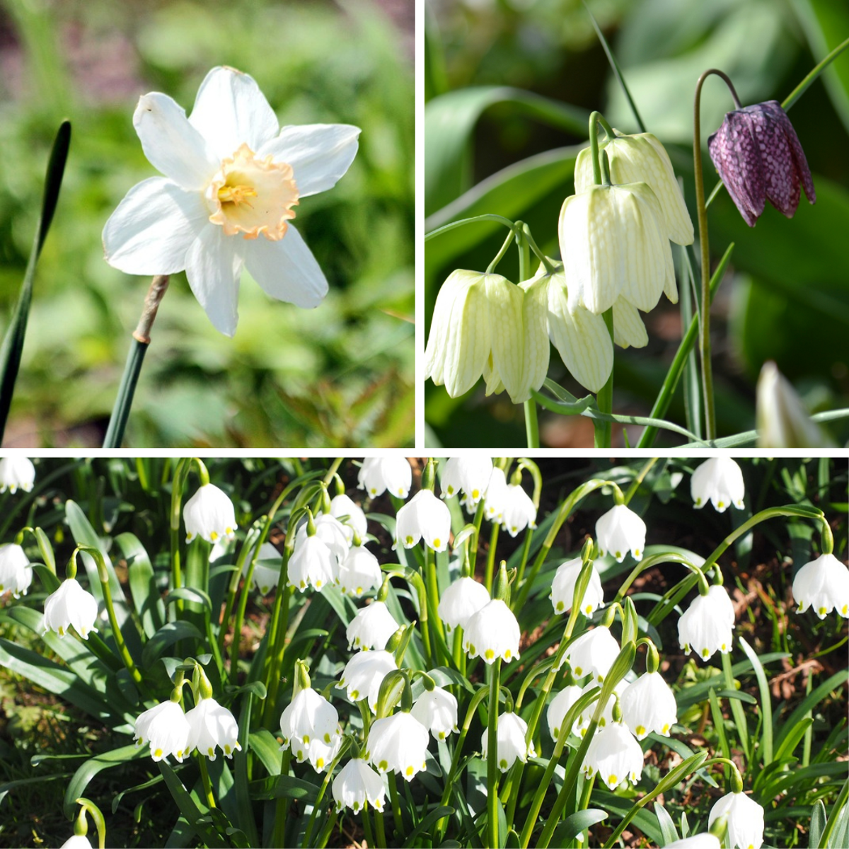 Oasis of Life - Vente Graines de plantes - Boîte de jardin humide – 30 bulbes pour emplacements humides et pluvieux – Mélange de Fritillaria Meleagris, Leucojum Aestivum & Narcissus Recurvus – Rustique, vivace & favorable aux insectes – Pour sols de jardin humides1