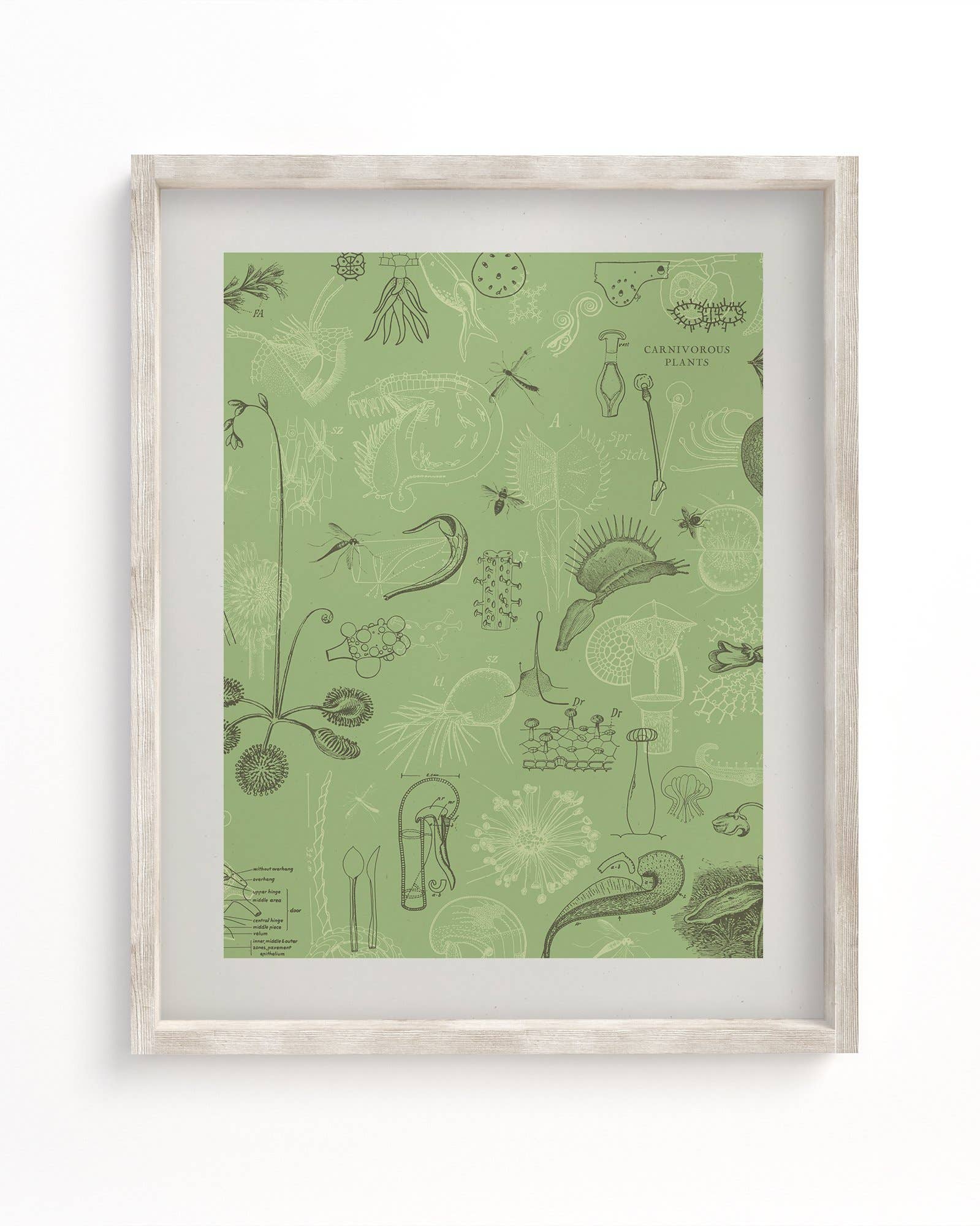 Cognitive Surplus - Wholesale Art Print - Carnivorous Plants Museum Print