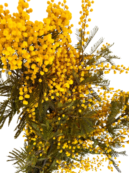 Concari.flores Preservadas - Wholesale Dried/Pressed Flowers - PRESERVED MIMOSA FLOWER1