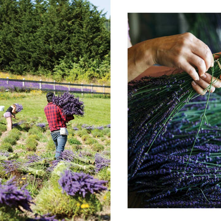 Blue Star Press - Wholesale Body, Mind & Spirit - Lavender: 50 Self-Care Recipes and Projects for Wellness4